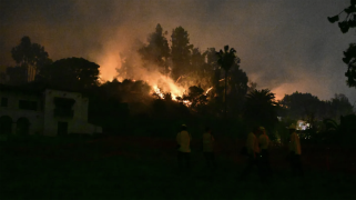 Black branches with flame in the background.